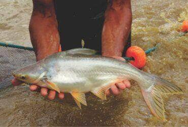pangasius