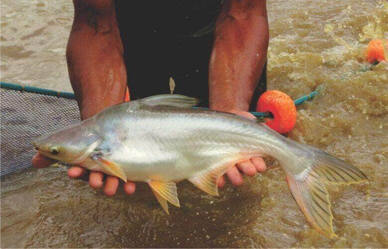 pangasius