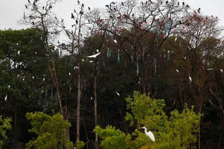 Bragança (PA), 13/06/2025 – Guarás, garças e biguás no manguezal de Ajuruteua. Próximo à Vila dos Pescadores, aves fizeram ninhos com resíduos de redes de pesca, na área da Reserva Extrativista Marinha de Caeté-Taperaçu. Foto: Fernando Frazão/Agência Brasil