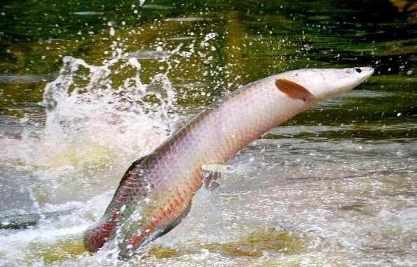 pirarucu salto