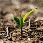 planta pequena
