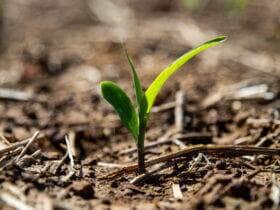 planta pequena