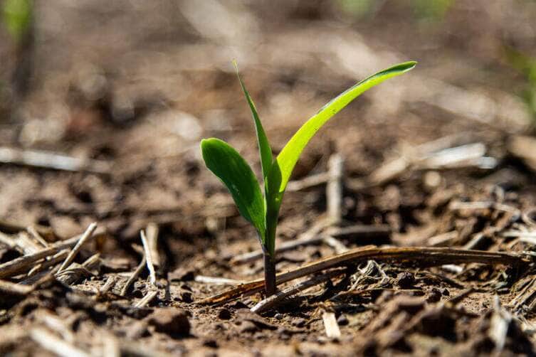 planta pequena