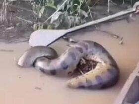 Registro impressionante de uma sucuri gigante em um rio desperta curiosidade e espanto: pescadores se aproximam com remo para investigar o que o "monstro das águas" estava devorando. Vídeo viralizou nas redes sociais e virou assunto entre amantes da natureza.