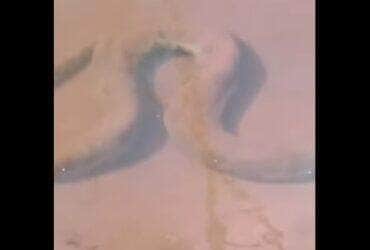 Com olhos atentos e câmeras em mãos, pescadores registraram o momento em que uma imensa sucuri se camuflava entre a areia e as águas rasas de um rio paradisíaco — uma verdadeira aula de adaptação da natureza