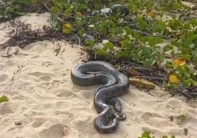Banhistas em Itacimirim levaram um susto ao ver a sucuri-verde dando o ar da graça na faixa de areia. Animal não atacou ninguém e retornou calmamente à mata.