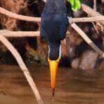 tucano