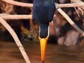 tucano
