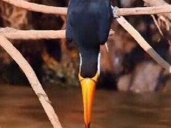tucano