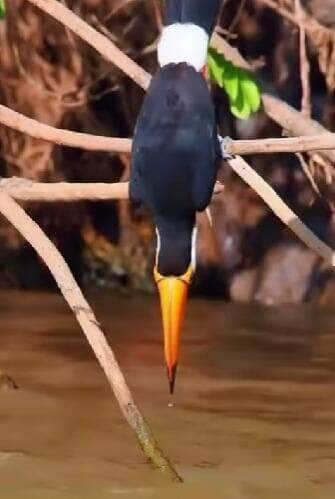 tucano