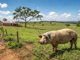 Simpósio da suinocultura de Mato Grosso discute inovação e sustentabilidade