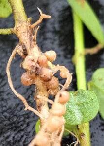 250701 InoculanteMultiforrageira inoculacao