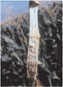 Novo biofungicida controla fungos de solo com até 80% de eficiência 88 250729 BioinsumoEficaz Fernando Tavares Fernandes podridao por fusarium spp vertical