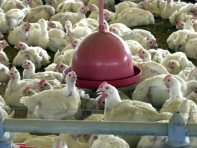 Peru amplia mercado ao retomar importação de carne de frango