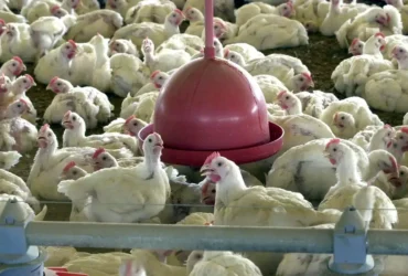Peru amplia mercado ao retomar importação de carne de frango