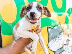 40 animais de ONGs serao beneficiados em parceria com a UFMT