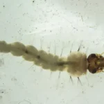 Brasil inaugura biofábrica que usa bactéria para combater dengue