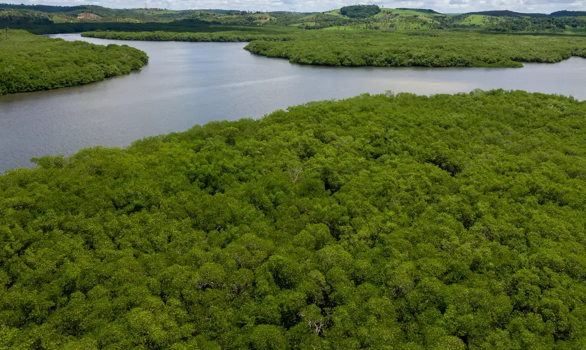 Campanha pressiona por criação de reserva para proteger manguezal