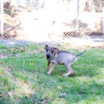 Adestrador inicia trabalho no canil da Bem Estar Animal em Cuiaba