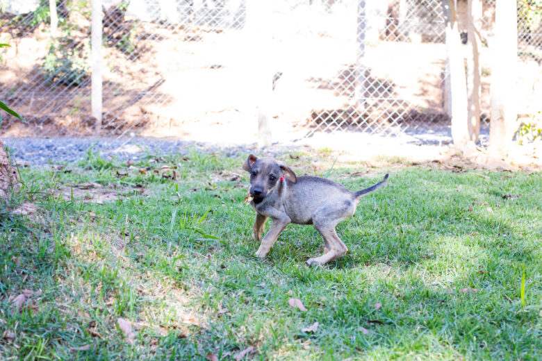 Adestrador inicia trabalho no canil da Bem Estar Animal em Cuiaba