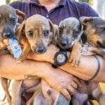 Bem Estar Animal de Cuiaba cria projeto Campanha 20Ver para incentivar adocao