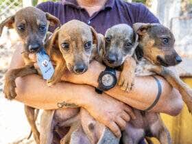 Bem Estar Animal de Cuiaba cria projeto Campanha 20Ver para incentivar adocao