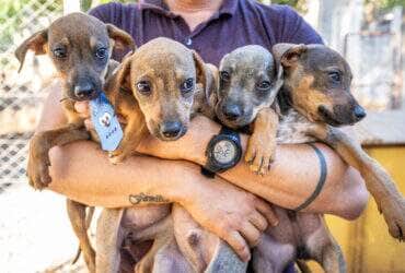 Bem Estar Animal de Cuiaba cria projeto Campanha 20Ver para incentivar adocao