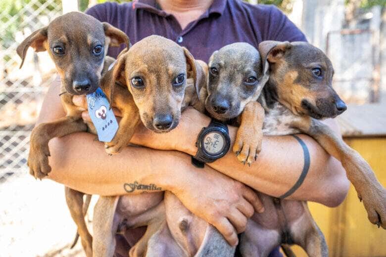 Bem Estar Animal de Cuiaba cria projeto Campanha 20Ver para incentivar adocao