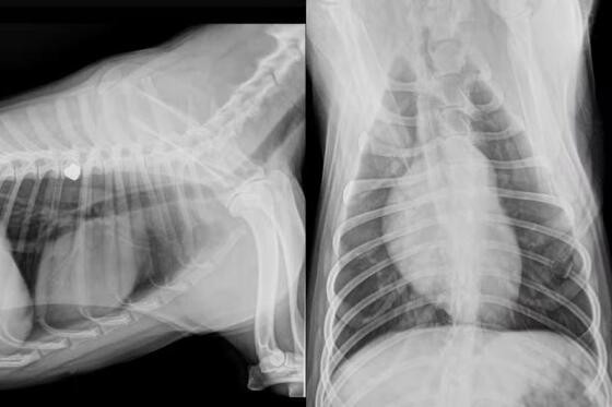 Câmeras de segurança registraram o momento do disparo; policial alegou ter agido em legítima defesa, mas tutor nega que o animal tenha avançado