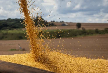Preço da Soja no Brasil Hoje: Análise Completa e Tendências de Mercado