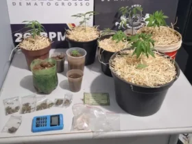 Cavalaria desmantela estufa de maconha e apreende 92 porções de drogas