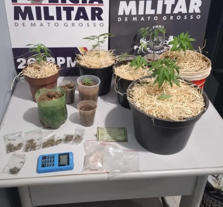 Cavalaria desmantela estufa de maconha e apreende 92 porções de drogas