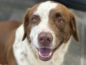 Centro Integrado de Bem Estar Animal de Rondonopolis realiza campanha de adocao e vacinacao animal