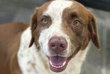 Centro Integrado de Bem Estar Animal de Rondonopolis realiza campanha de adocao e vacinacao animal