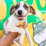 Cuiaba promove conscientizacao sobre bem estar animal