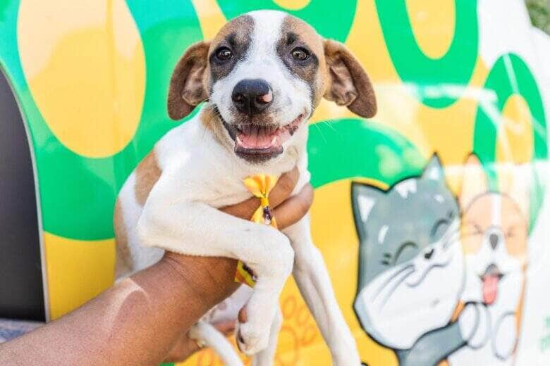 Cuiaba promove conscientizacao sobre bem estar animal