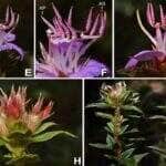 Descoberta de nova especie impulsiona o conhecimento e a conservacao em Mato Grosso
