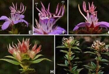 Descoberta de nova especie impulsiona o conhecimento e a conservacao em Mato Grosso