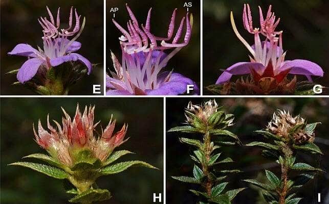 Descoberta de nova especie impulsiona o conhecimento e a conservacao em Mato Grosso