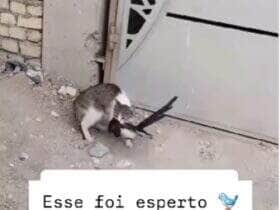 Cena hilária viralizou nas redes sociais e mostra o momento em que um gato é enganado por um passarinho que fingiu estar sem vida — mas, no primeiro vacilo do felino, bateu asas e escapou com estilo.