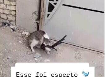 Cena hilária viralizou nas redes sociais e mostra o momento em que um gato é enganado por um passarinho que fingiu estar sem vida — mas, no primeiro vacilo do felino, bateu asas e escapou com estilo.