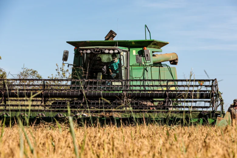 Mato Grosso amplia liderança na produção nacional de arroz de sequeiro