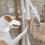 Ministerio Publico exige construcao de canil e protecao animal em Agua Boa