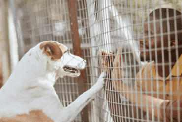 Ministerio Publico exige construcao de canil e protecao animal em Agua Boa
