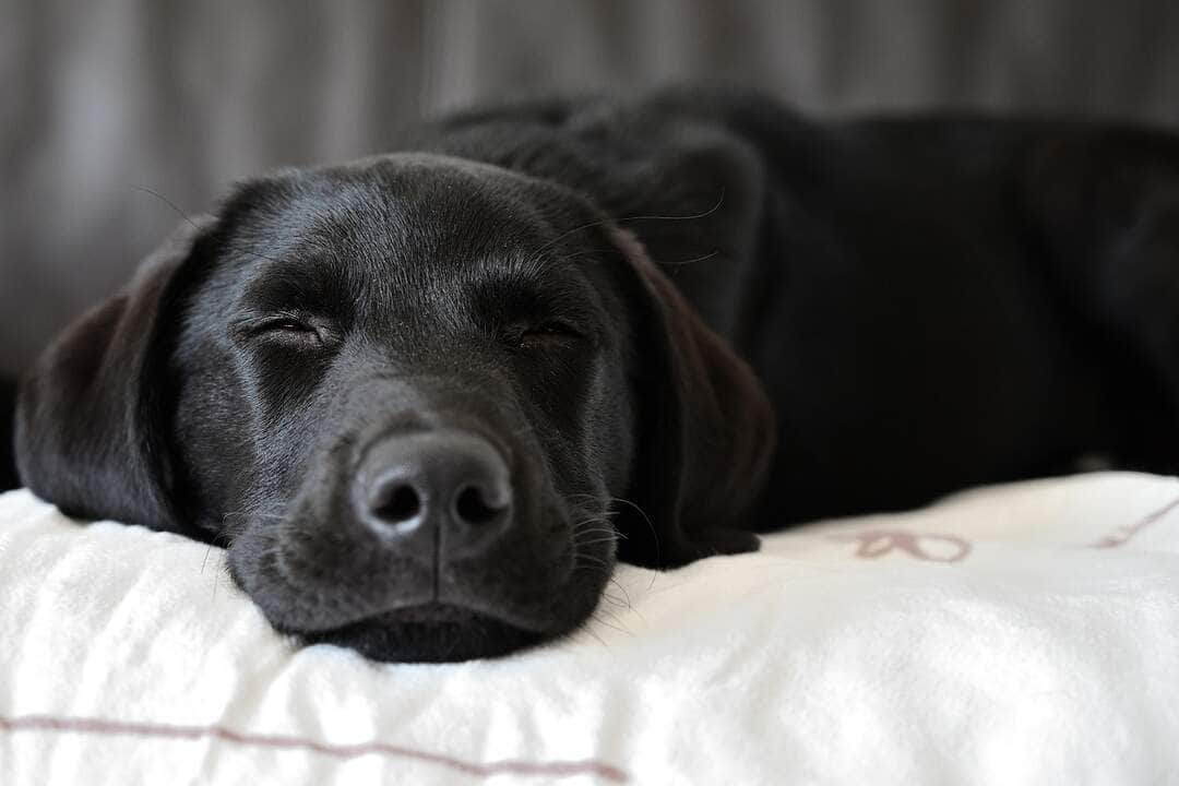 O impacto da musica no bem estar dos pets Pixabay 1