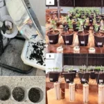 Pesquisadores criam fertilizante sustentável com cinza vegetal para agricultura familiar