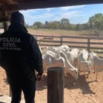 Polícia investiga roubo de gado com operação que prende receptador