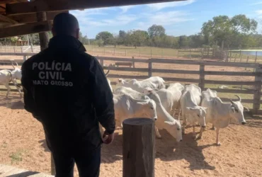 Polícia investiga roubo de gado com operação que prende receptador