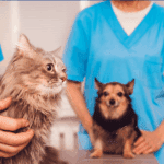 Prefeitura abre credenciamento de clinicas veterinarias para castracao de caes e gatos em Barra do Garcas