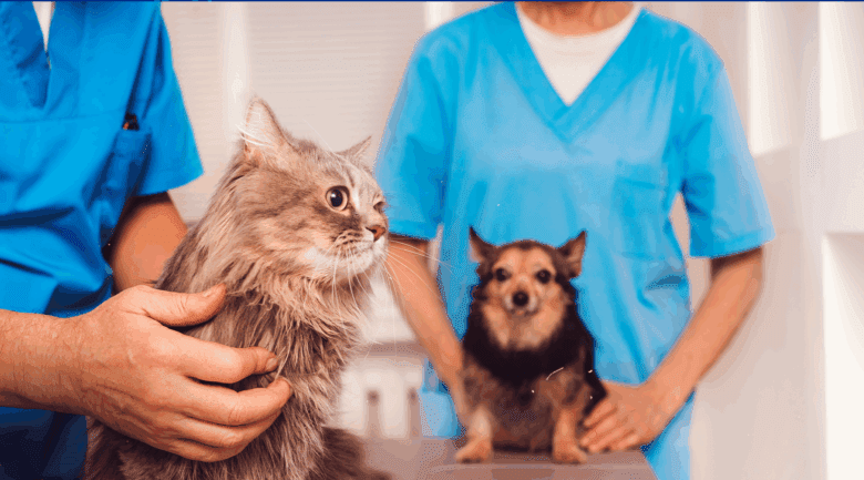 Prefeitura abre credenciamento de clinicas veterinarias para castracao de caes e gatos em Barra do Garcas